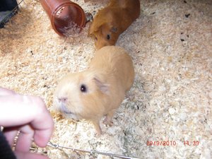 forum shiny benno.jpg