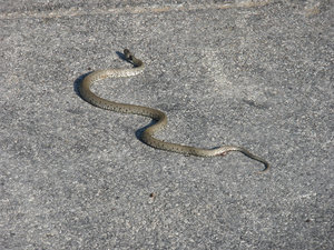 Schlange 1.jpg