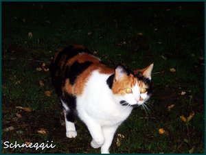 gelÃ¶schtes Albuum ;) 031.JPG