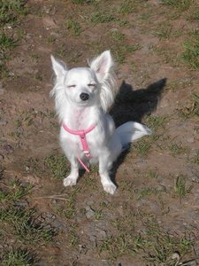 famcehnen 6 tierf.jpg