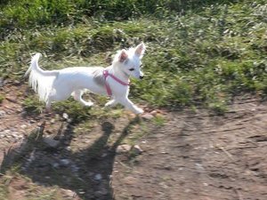 famechen 2 tierf.jpg