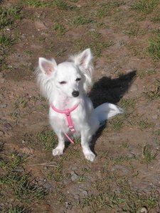 famechen 3 tierf.jpg