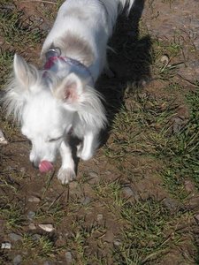 famechen 4 tierf.jpg