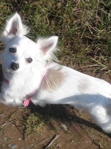 famechen 5 tierf.jpg