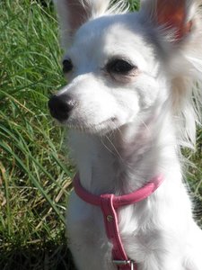 famechen 8 tierf.jpg