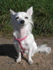 famechen 11 tierf.jpg