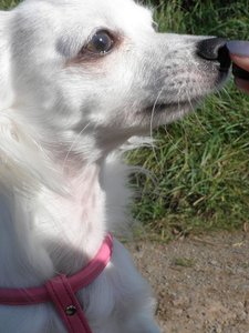 famechen 12 tierf.jpg