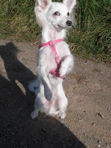 famechen 13 tierf.jpg