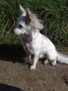 famechen 10 tierf.jpg