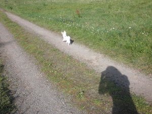 famechen 15 tierf.jpg