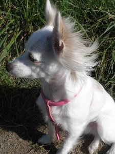 famechen 7 tierf.jpg