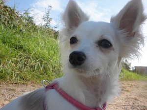 famechen 14 tierf.jpg