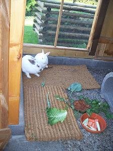 kaninchen Fine u. Merlin 049.jpg