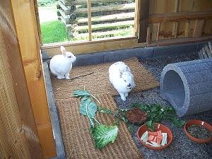 kaninchen Fine u. Merlin 051.jpg