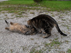 Bilder gemischt 117.JPG