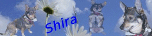 Alle Sgigs Shira.gif