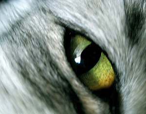 Nahaufnahme Augen3.jpg