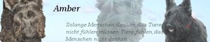 Amber.jpg
