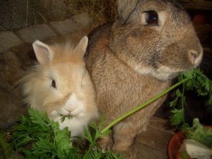 2010-10-12 Kaninchen 063.jpg