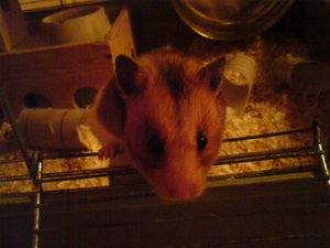 Kamerabilder 344.jpg Kamerabilder 344.jpg