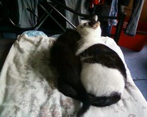 Foto-0009 - Kopie.jpg