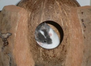 Mimmy beim putzen.jpg