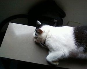 Foto-0020 - Kopie.jpg