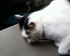 Foto-0021 - Kopie.jpg