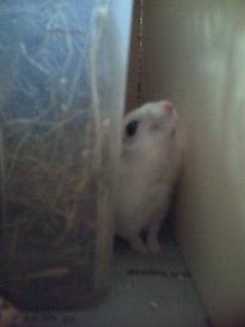 PICT0088.JPG PICT0088.JPG