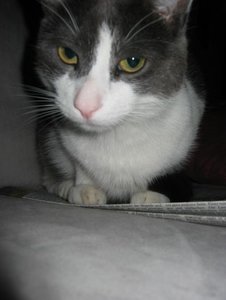 Merlin besetzt die Zeitung 013.jpg