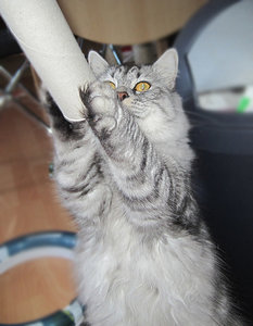 Nero beim PfÃ¶tchen geben_klein.jpg