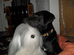 Nelly mit Stoffhund und Tierbilder 034.JPG