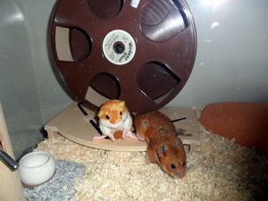 Dr. Eisenfaust 16.jpg