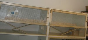 Goldi Rampen komplett.jpg