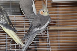 germanys next top bird.JPG