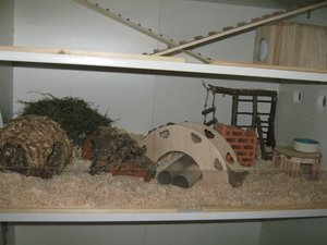 MÃ¤use vorÃ¼bergehend 2.jpg