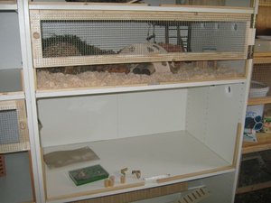 MÃ¤use rechts 2.jpg