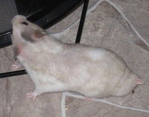 mcgee silvergrey dominant spot.JPG