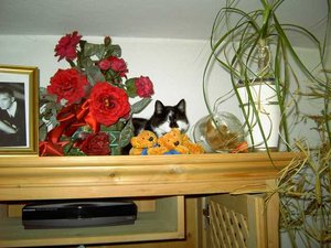 Winter zuhause 001.JPG