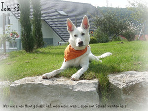 BilderJoieUndCampisKreuz2010 035.jpg