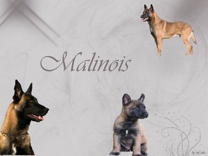 malinois.jpg