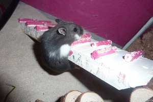 P1100363.JPG P1100363.JPG