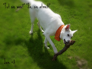 BilderJoieUndCampisKreuz2010 033.jpg