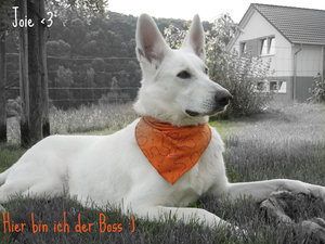 BilderJoieUndCampisKreuz2010 034.jpg