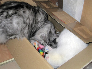 Nero und Charly krabbeln in den Karton.jpg