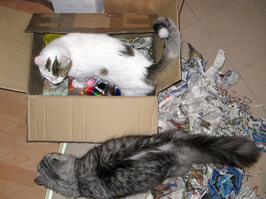 Nero und Charly packen aus.jpg