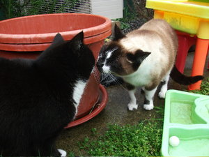 Nasenbussi.jpg Nasenbussi.jpg