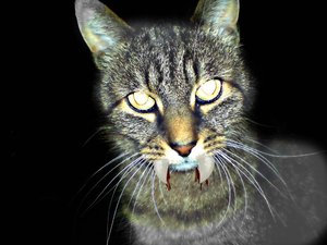 chicco der vampier.jpg