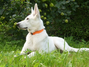 BilderJoieUndCampisKreuz2010 003.JPG