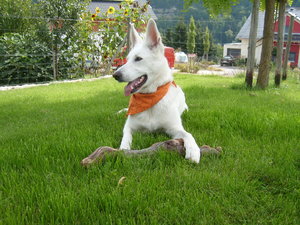 BilderJoieUndCampisKreuz2010 008.JPG